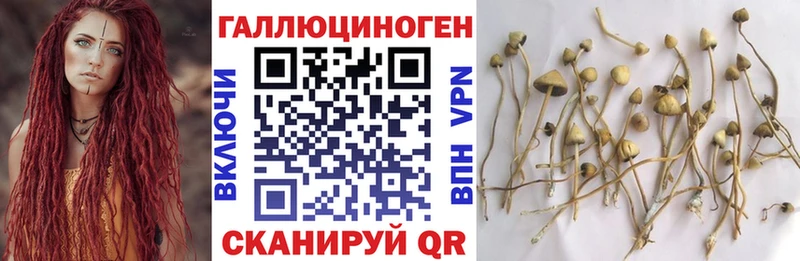 блэк спрут зеркало  Кизляр  Галлюциногенные грибы Psilocybe 